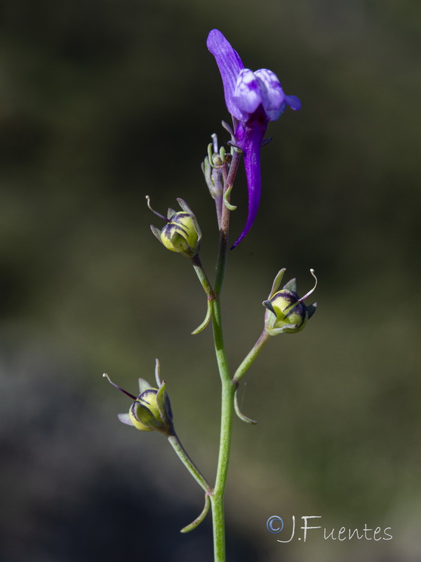 Linaria pseudamethystea.16