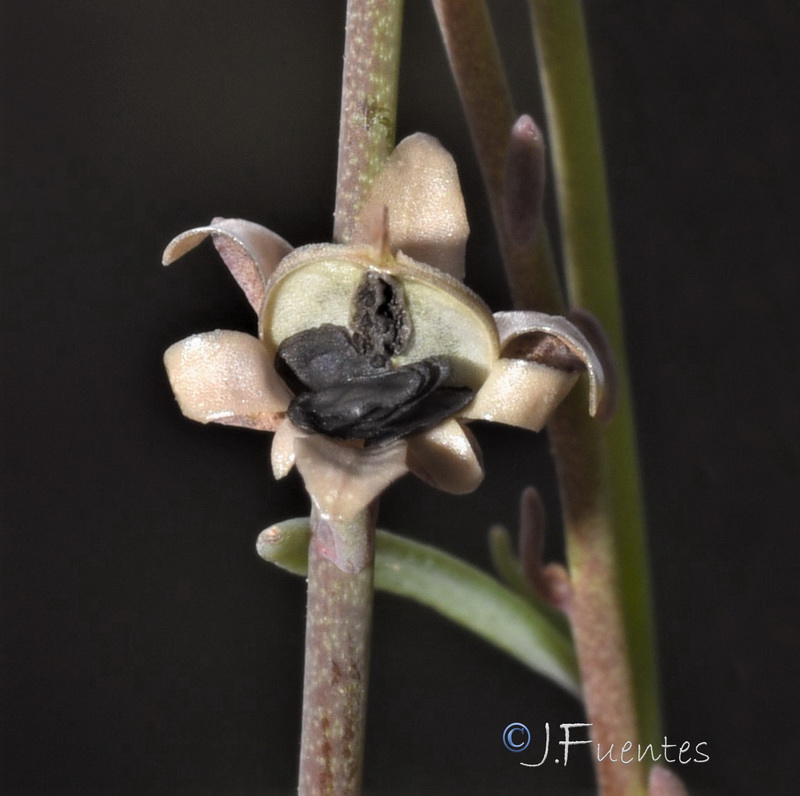 Linaria pseudamethystea.18