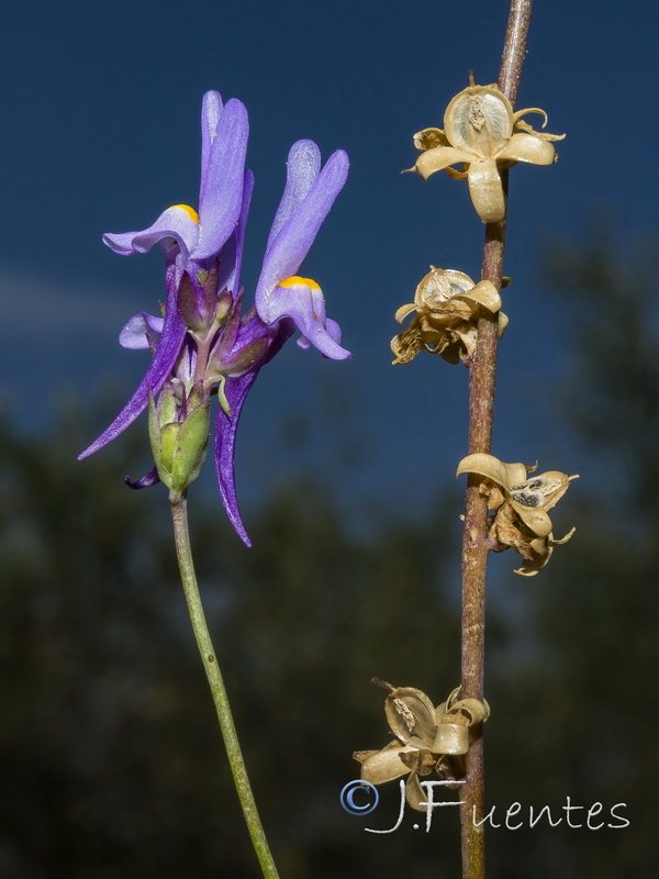 Linaria bujei.06