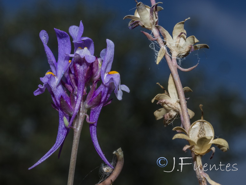Linaria bujei.09