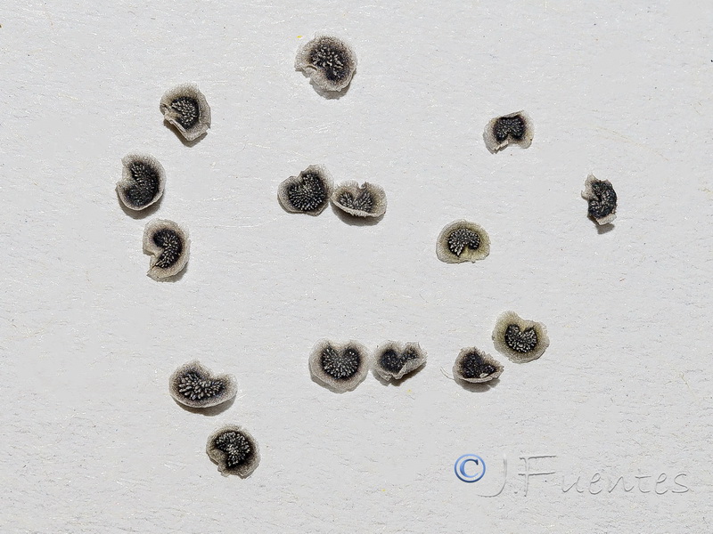 Linaria bujei.10