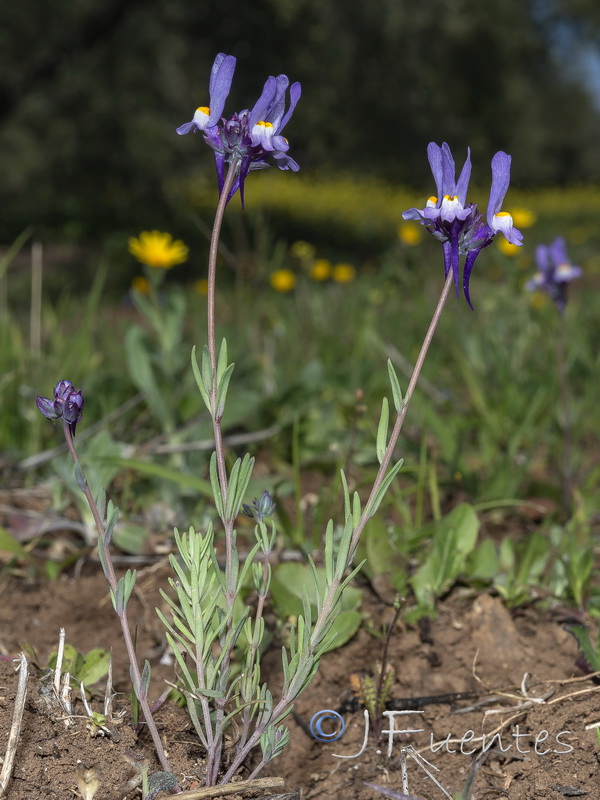 Linaria quartobensis.02