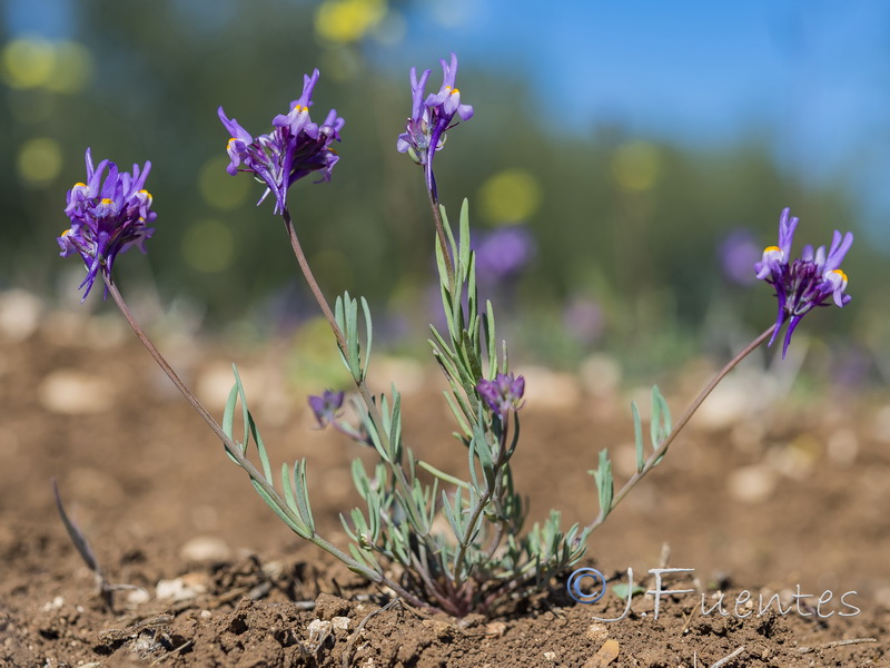 Linaria quartobensis.03