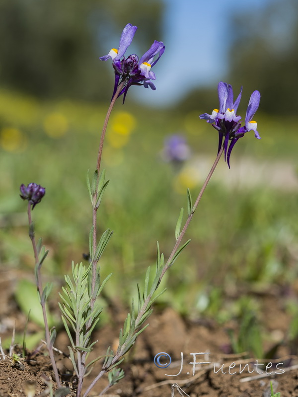 Linaria quartobensis.05