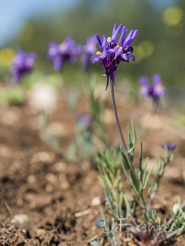 Linaria quartobensis.08