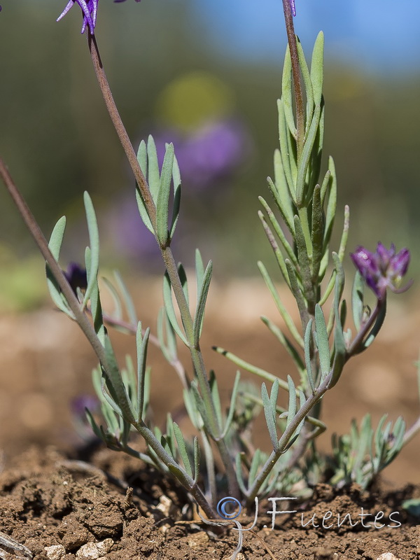 Linaria quartobensis.10