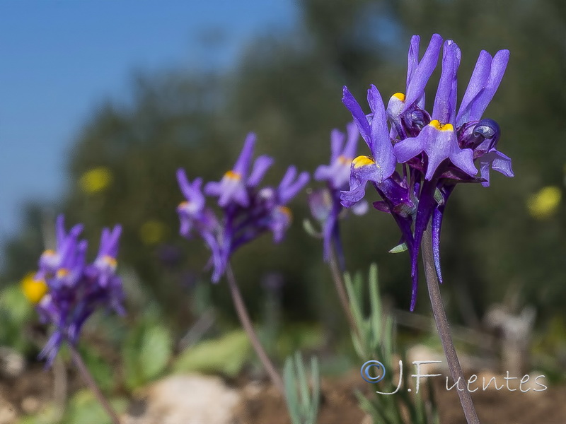 Linaria quartobensis.12