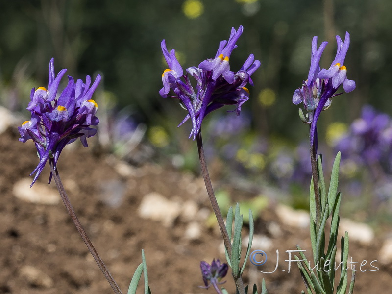 Linaria quartobensis.13