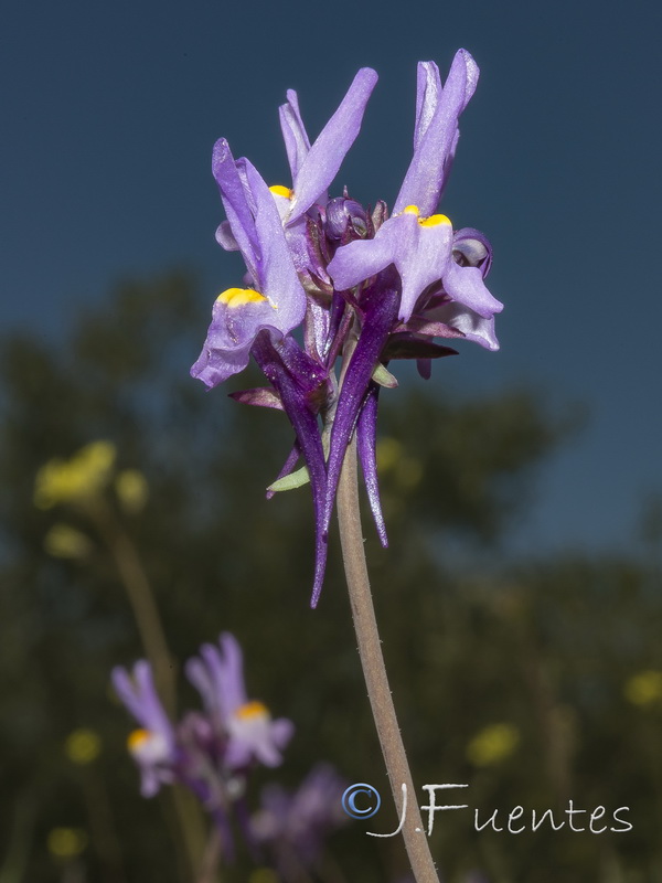Linaria quartobensis.14