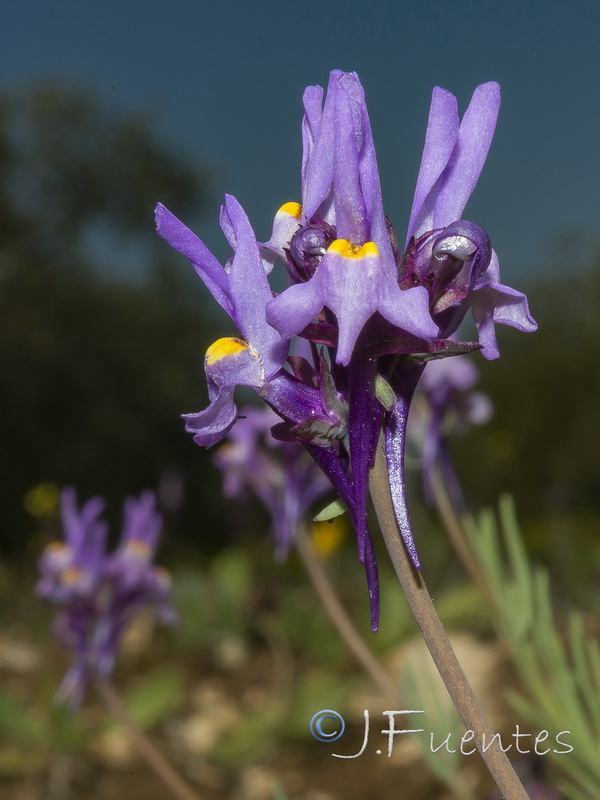 Linaria quartobensis.15