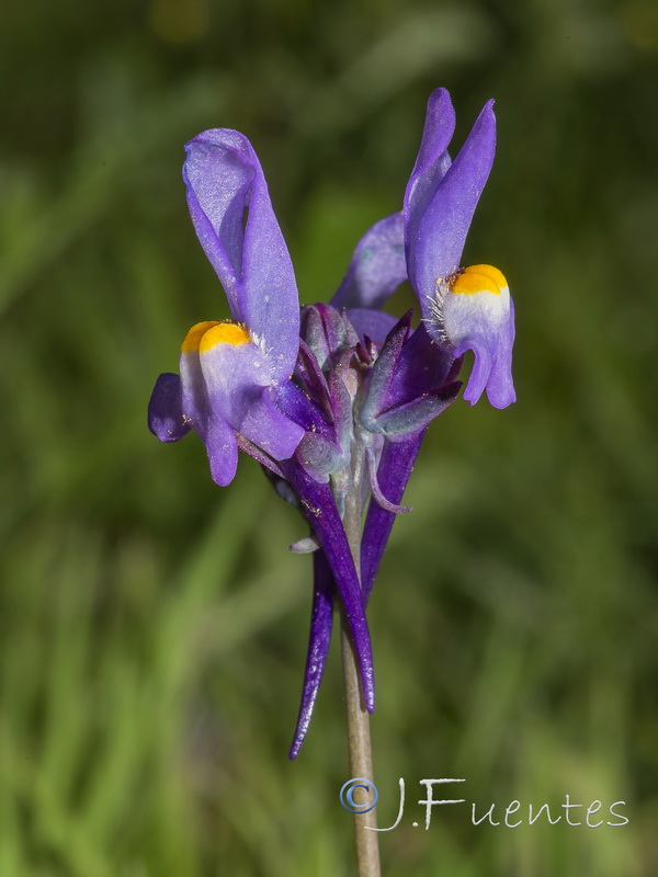 Linaria quartobensis.16