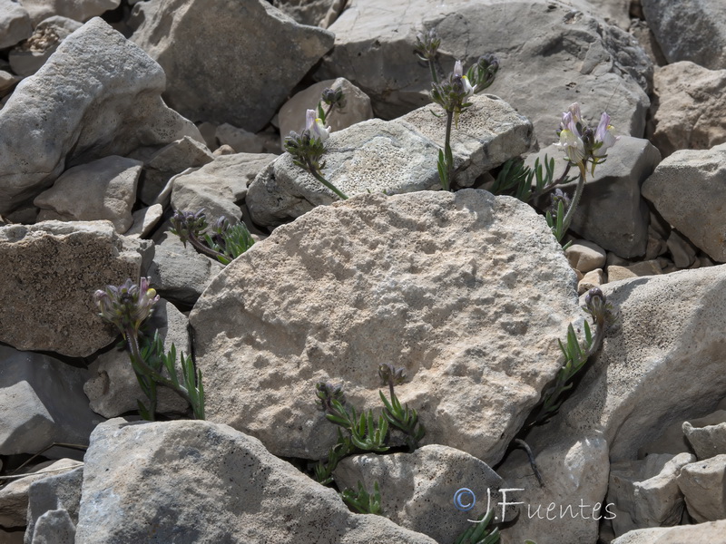 Linaria sagrensis.05