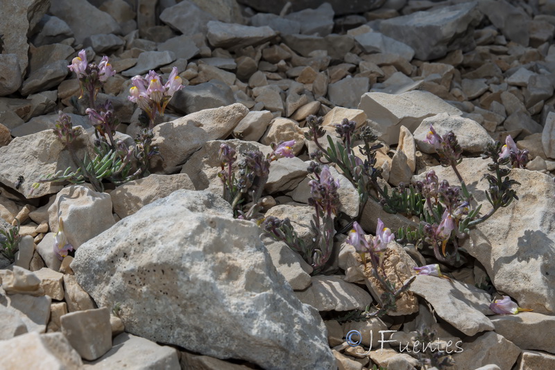Linaria sagrensis.06