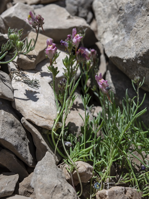 Linaria sagrensis.09