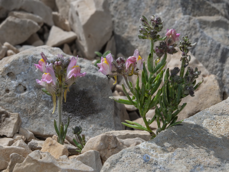Linaria sagrensis.12