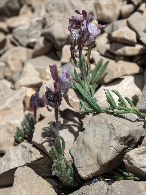 Linaria sagrensis.14