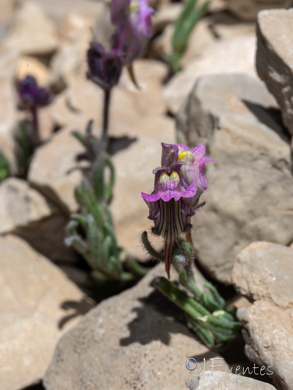 Linaria sagrensis.15