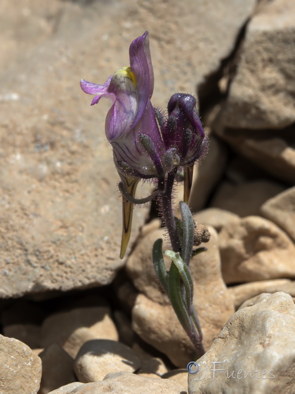 Linaria sagrensis.16