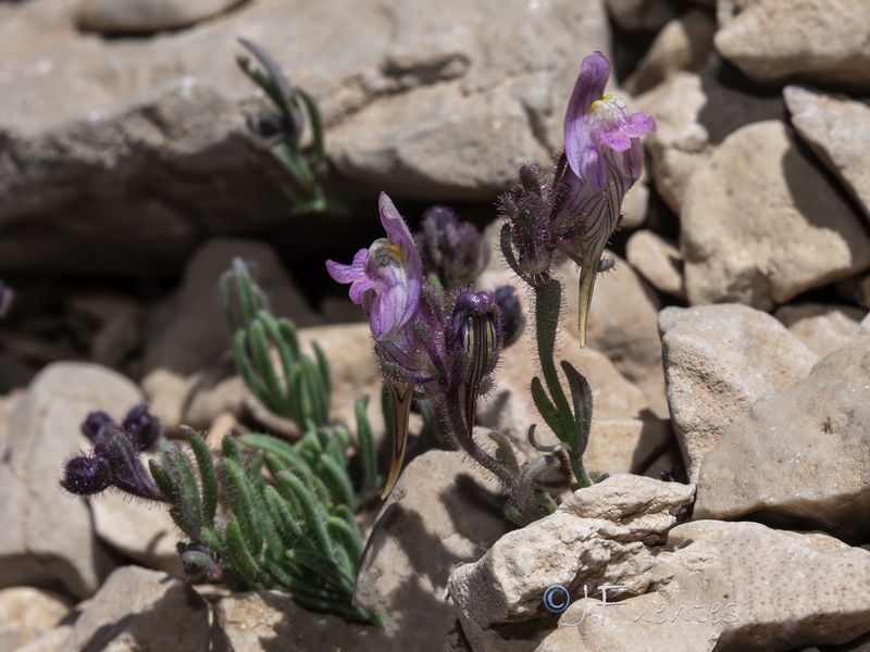 Linaria sagrensis.17