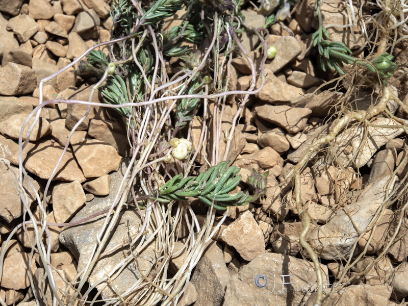 Linaria sagrensis.18