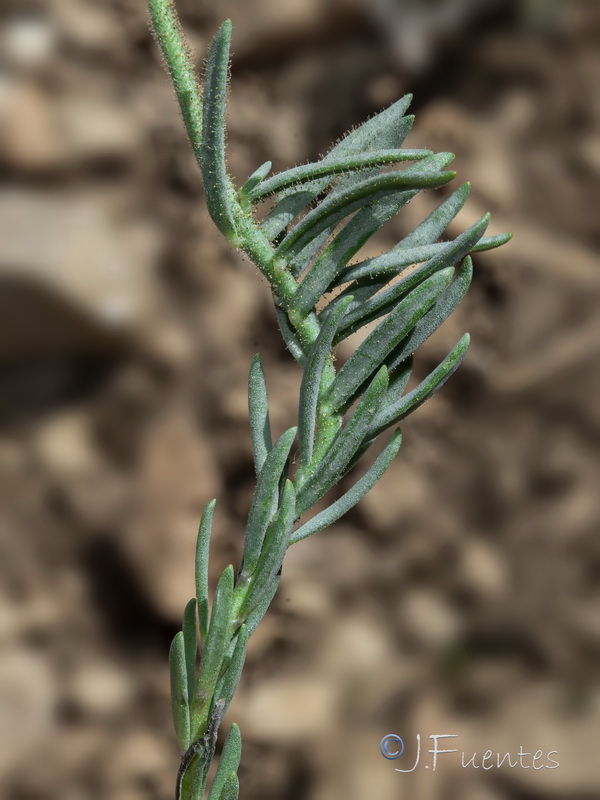 Linaria sagrensis.19
