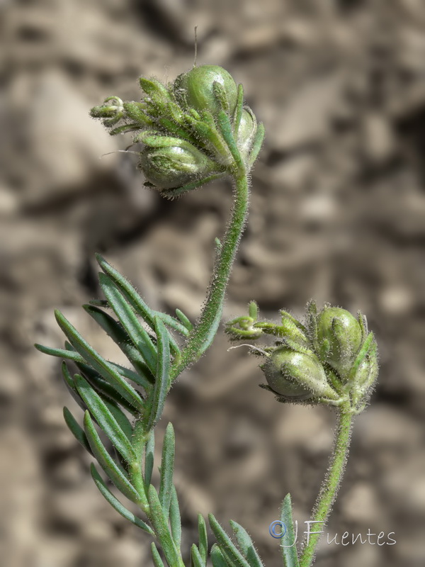 Linaria sagrensis.20