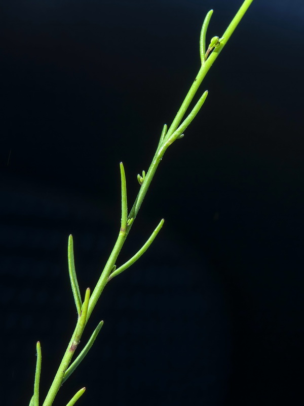 Linaria salzmanii.05