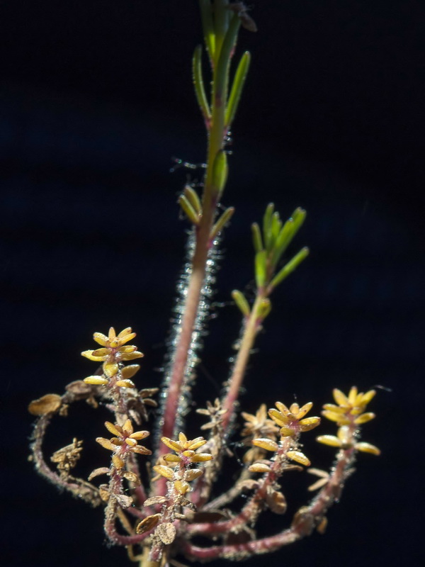 Linaria salzmanii.06
