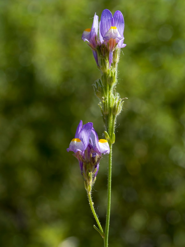Linaria salzmanii.07