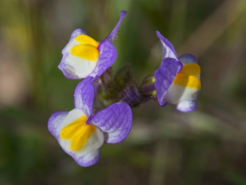 Linaria salzmanii.08
