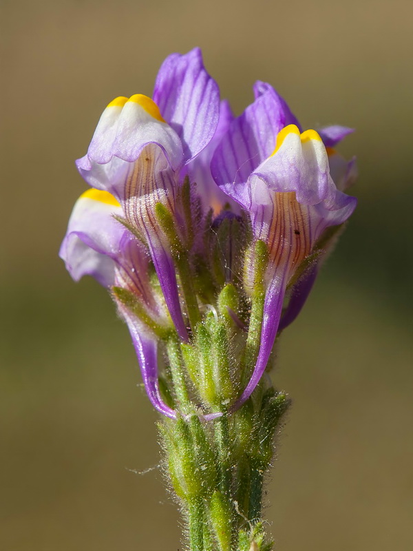 Linaria salzmanii.10