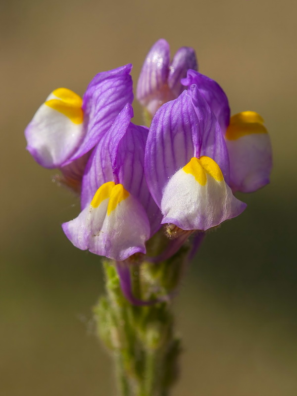 Linaria salzmanii.11