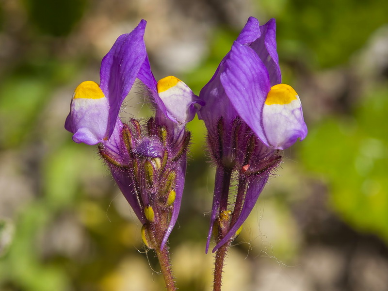 Linaria salzmanii.12
