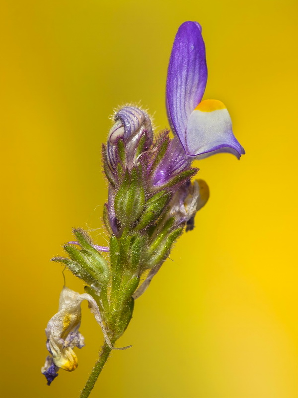 Linaria salzmanii.17