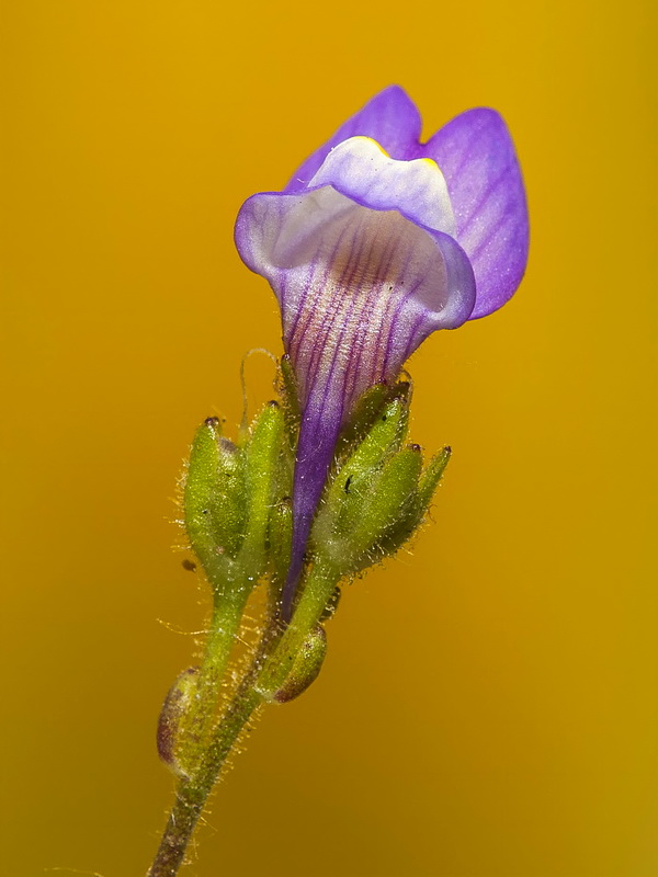 Linaria salzmanii.18
