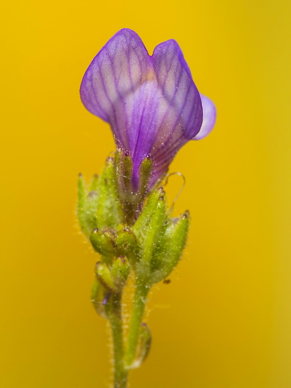 Linaria salzmanii.19