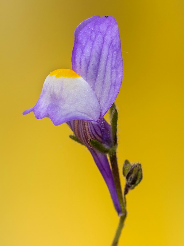 Linaria salzmanii.20