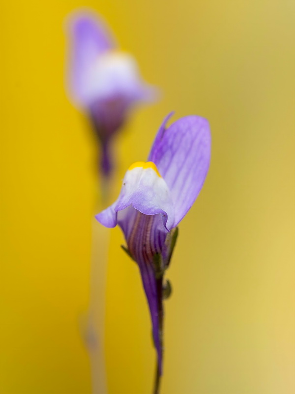 Linaria salzmanii.23