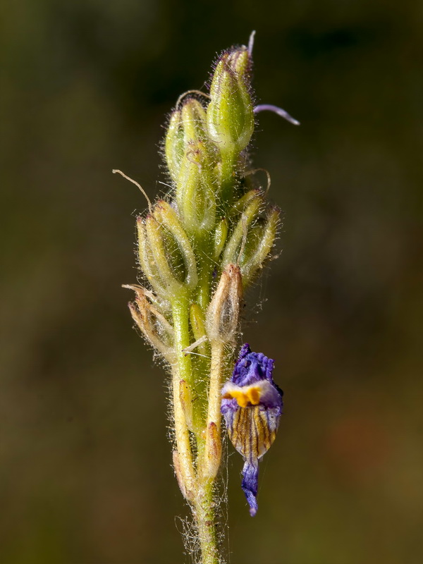 Linaria salzmanii.29