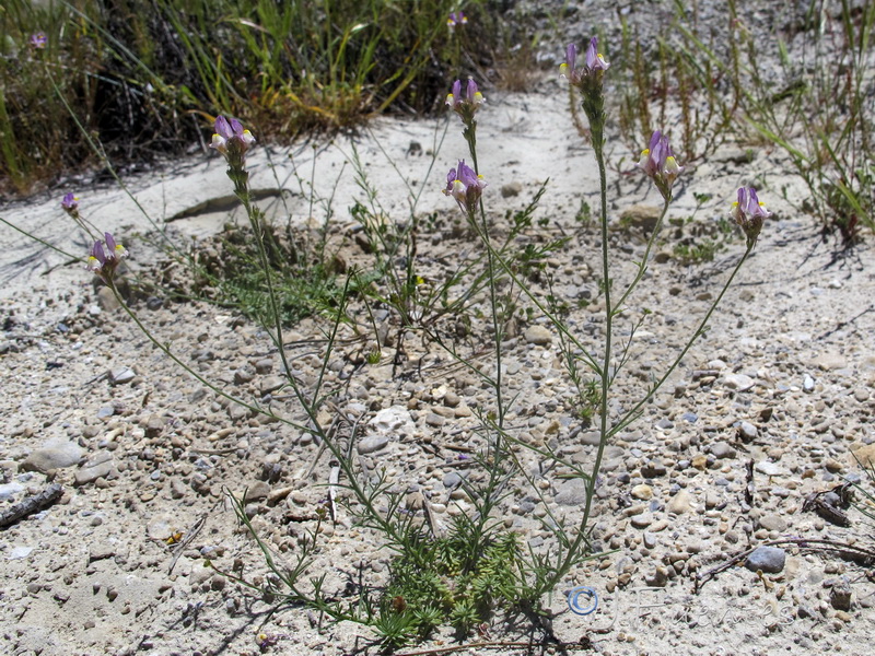 Linaria salzmanii.31