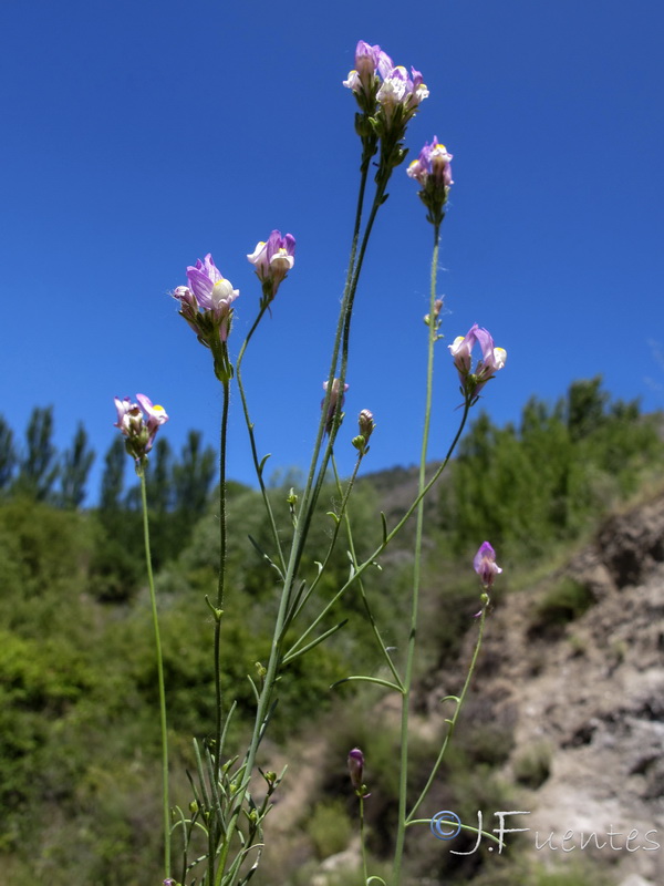 Linaria salzmanii.36