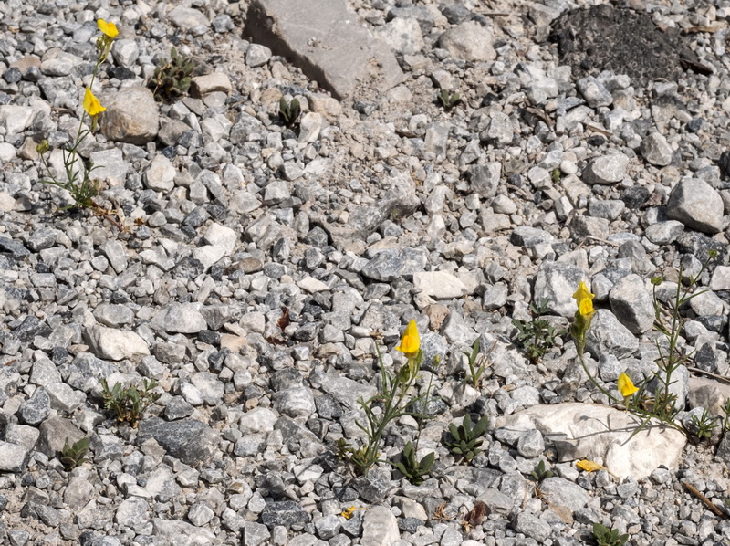 Linaria salzmanii flava.02