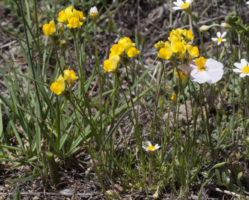 Linaria salzmanii flava.06
