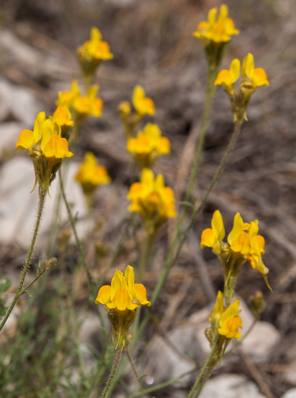 Linaria salzmanii flava.07