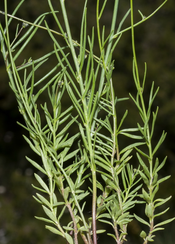 Linaria salzmanii flava.08