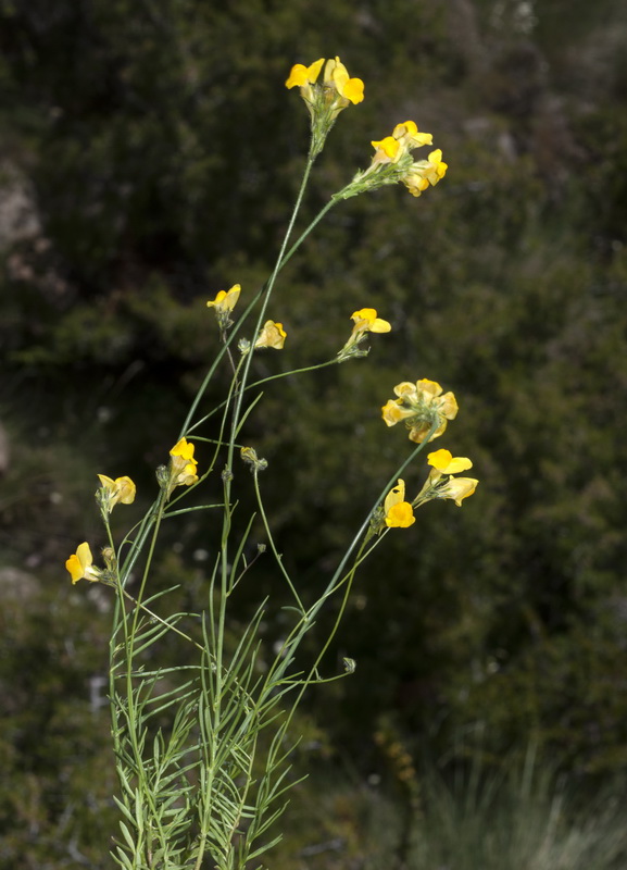 Linaria salzmanii flava.09