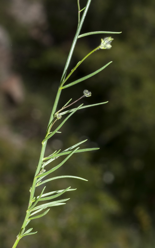 Linaria salzmanii flava.11
