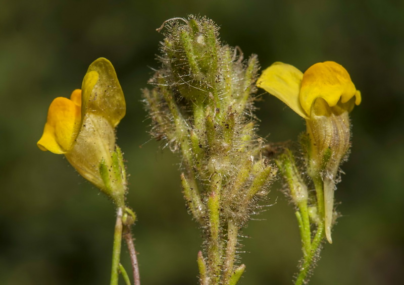 Linaria salzmanii flava.13