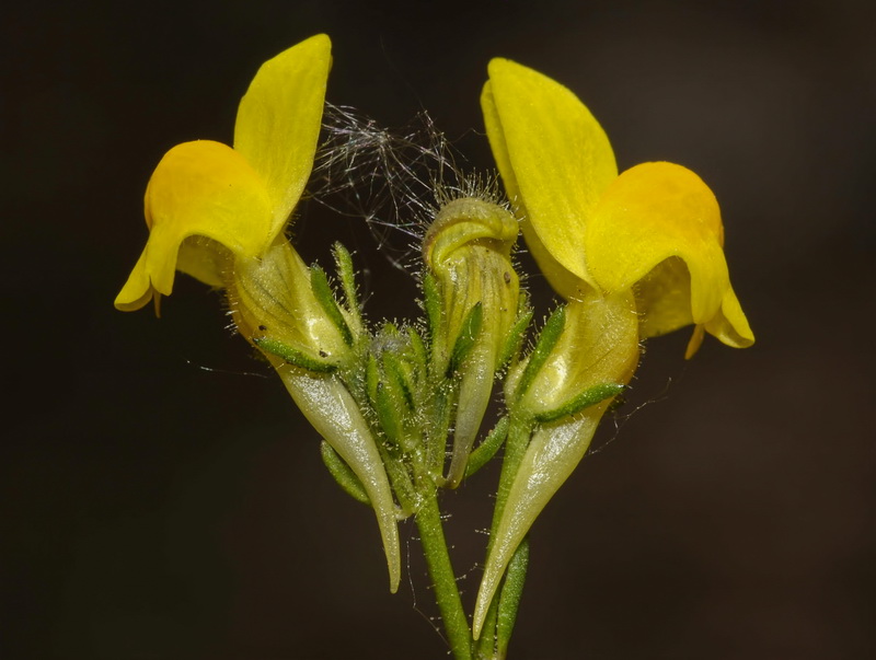 Linaria salzmanii flava.15