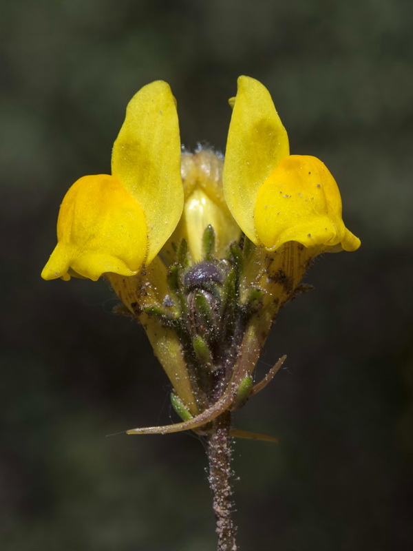 Linaria salzmanii flava.17